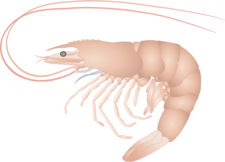 DD Shrimp (Realistic)