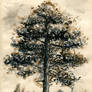 Grandmas pine