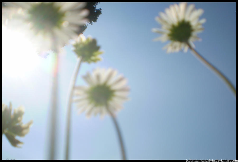 Flowers with the sunrays