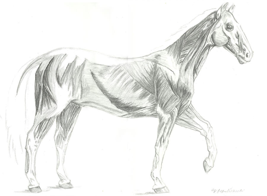 SP-horse-musculature