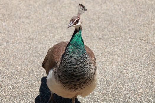 Female Peacock