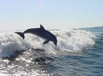 Dolphin Jumping by AngeLinTheFire27