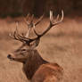 red deer 018