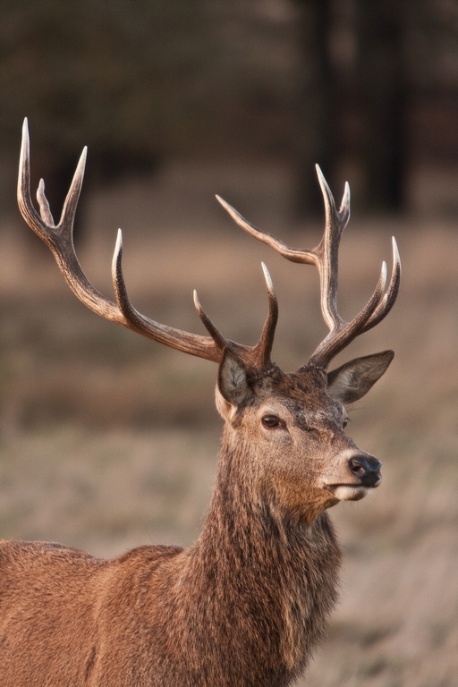 red deer 026