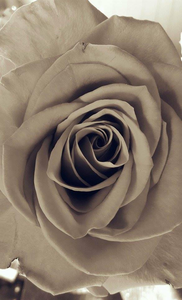 Red Rose Alternative Alternative Red Rose by demflowers on DeviantArt