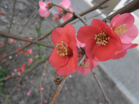 flor de cerejeira de jardim