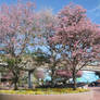 Spring Pink Tree