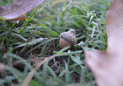 Little Acorn...