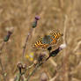 Queen of Spain Fritillary