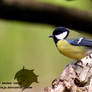 Great tit