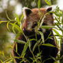 Red panda