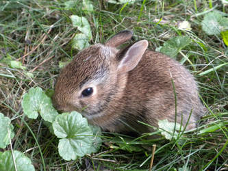 Baby bunny