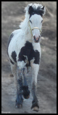 THE FLYING FOAL ,.