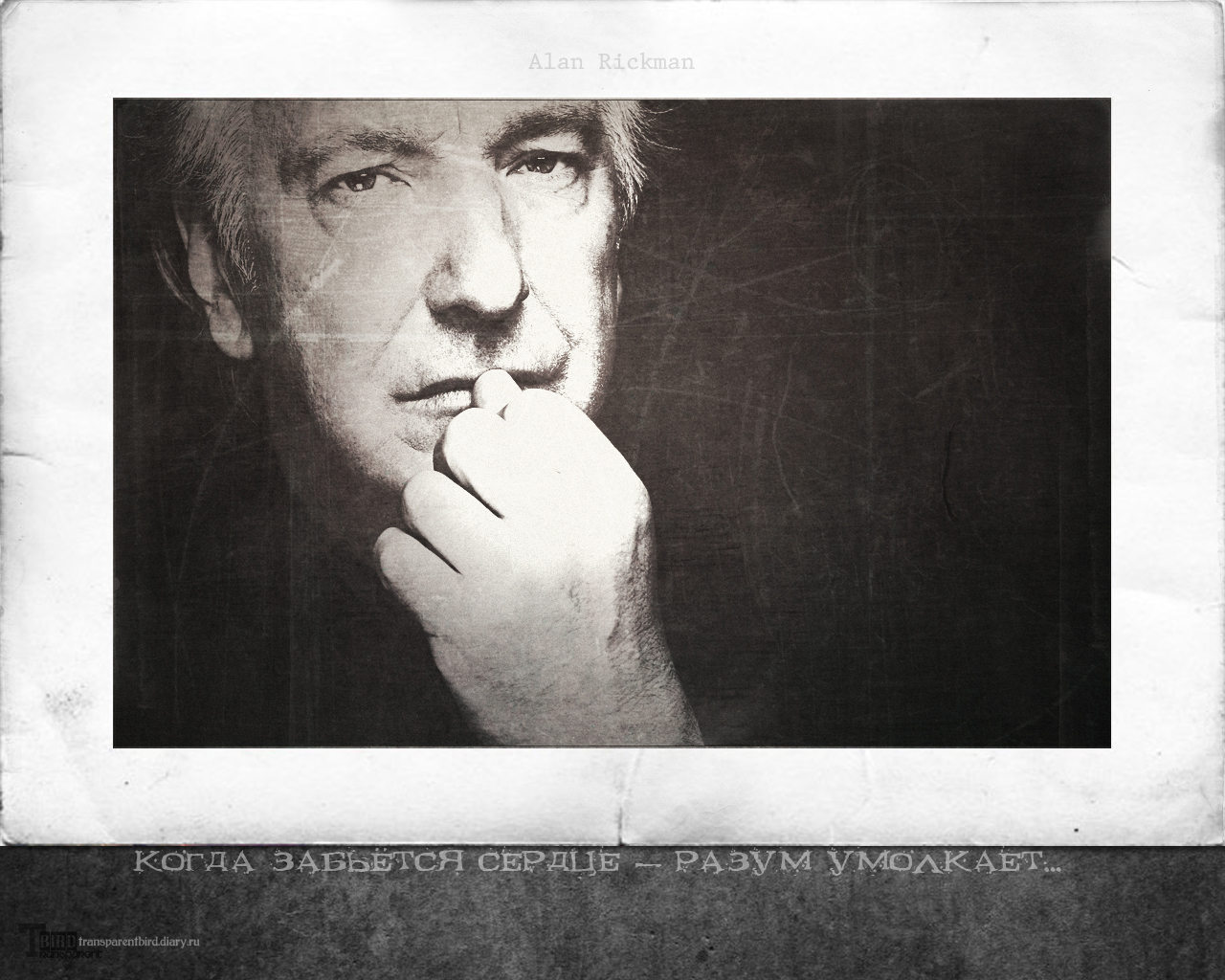 Alan Rickman - wallpaper 4-2