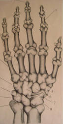Hand Bone Anatomtmy