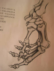 Hand Bone Anatomy 2