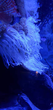 Aquarium of the Pacific marine life 