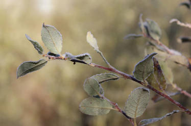 Frosty Leaves