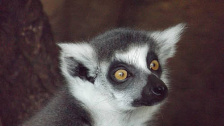 Lemur