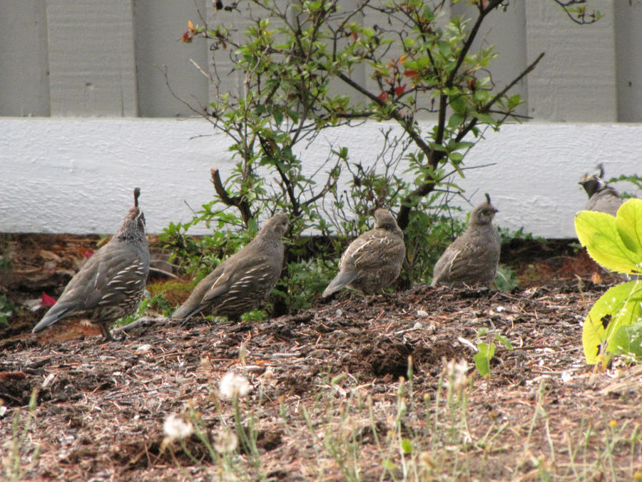 Quail growing up