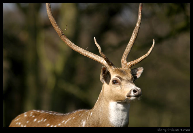 King of the Forest