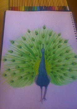 Watercolour peacock