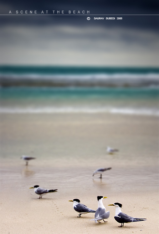 A Scene At The Beach