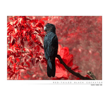 Red Tailed Black Cockatoo