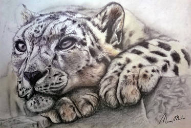 Snow Leopard