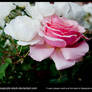 Seaspryte-stock pink rose 4