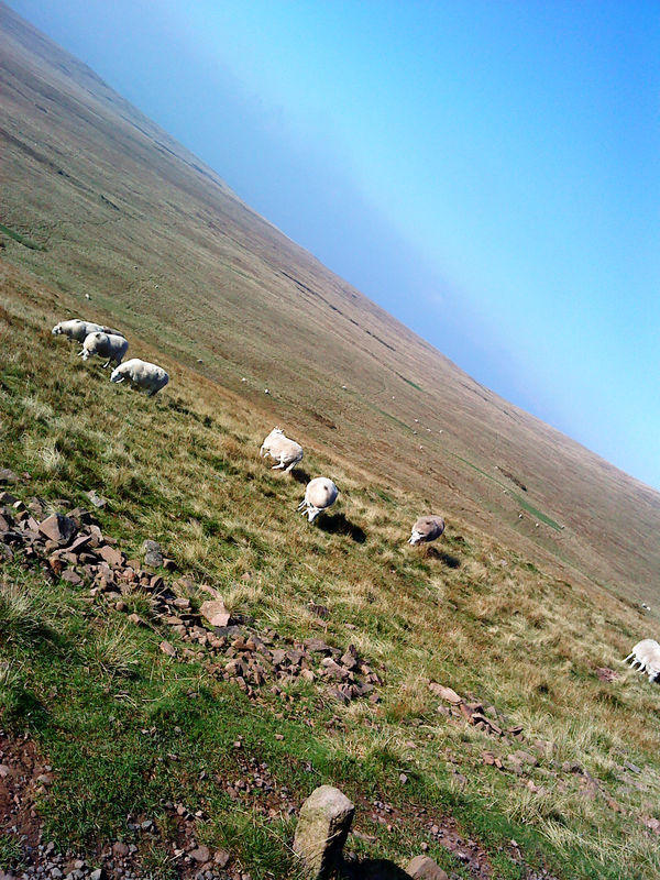 Sheep on a Moutain