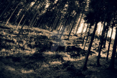 Deep forest of Beskid