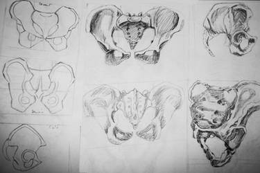 pelvis