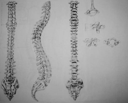 Vertebral column