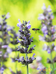 Purple Bee