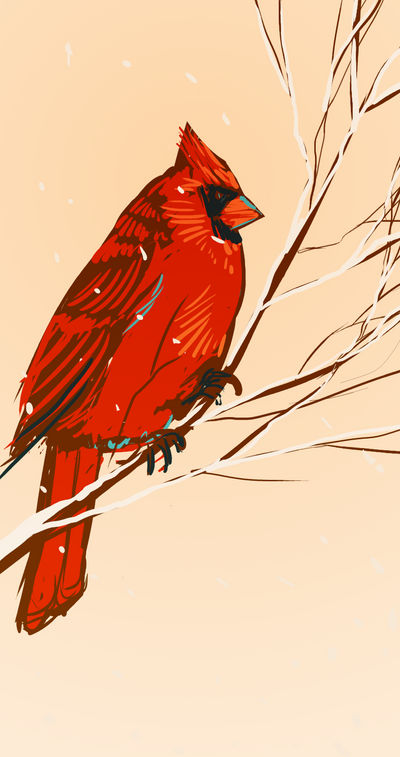 Cardinal Finch