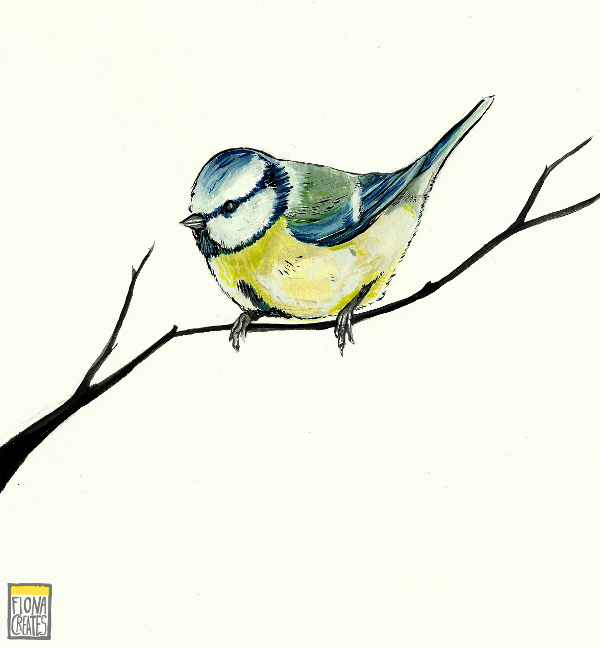 Blue Tit