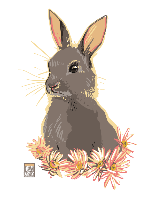 Rabbit - Sketch