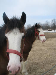 Babiehorses