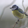 Blue Tit