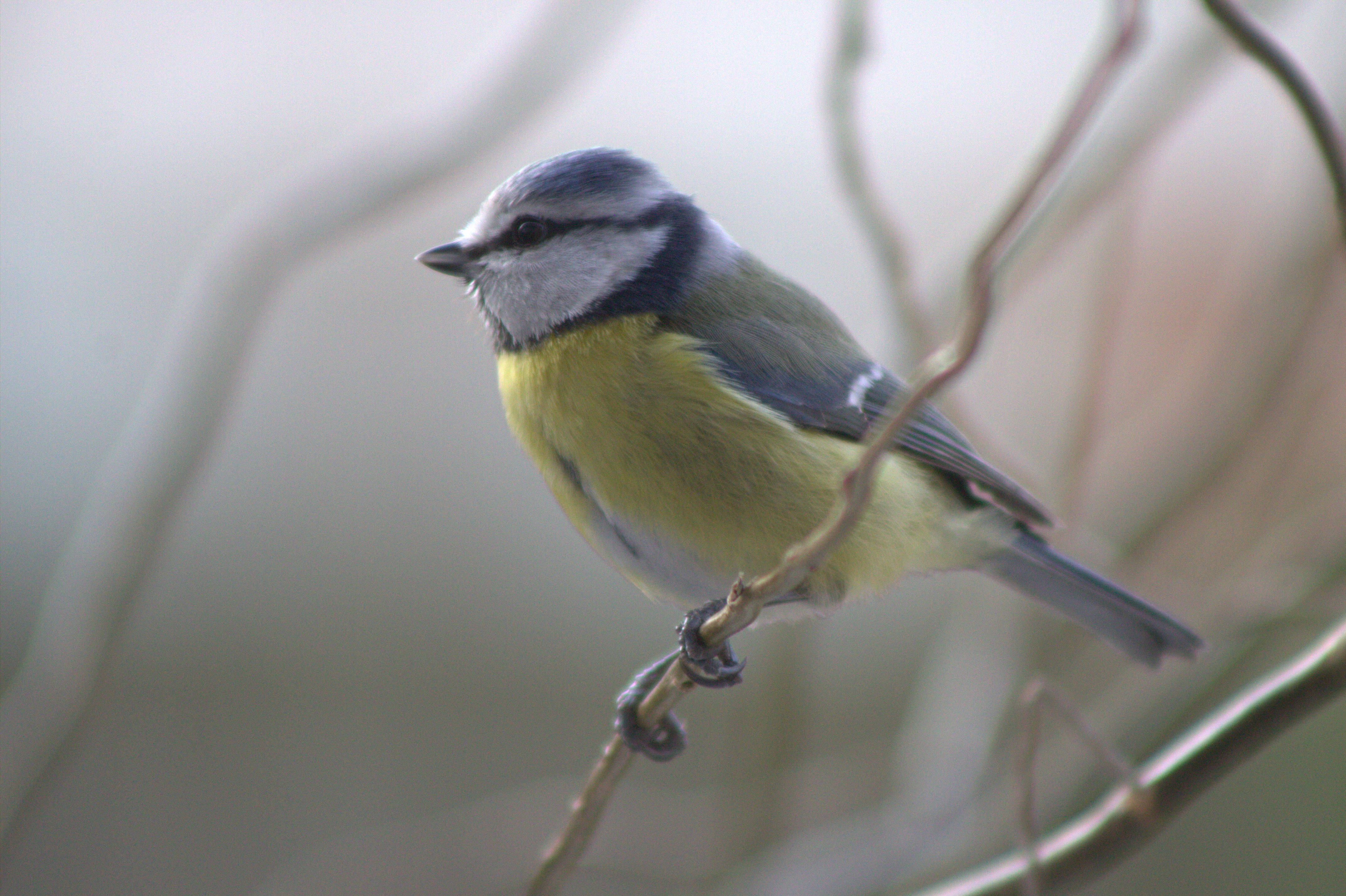 Blue Tit