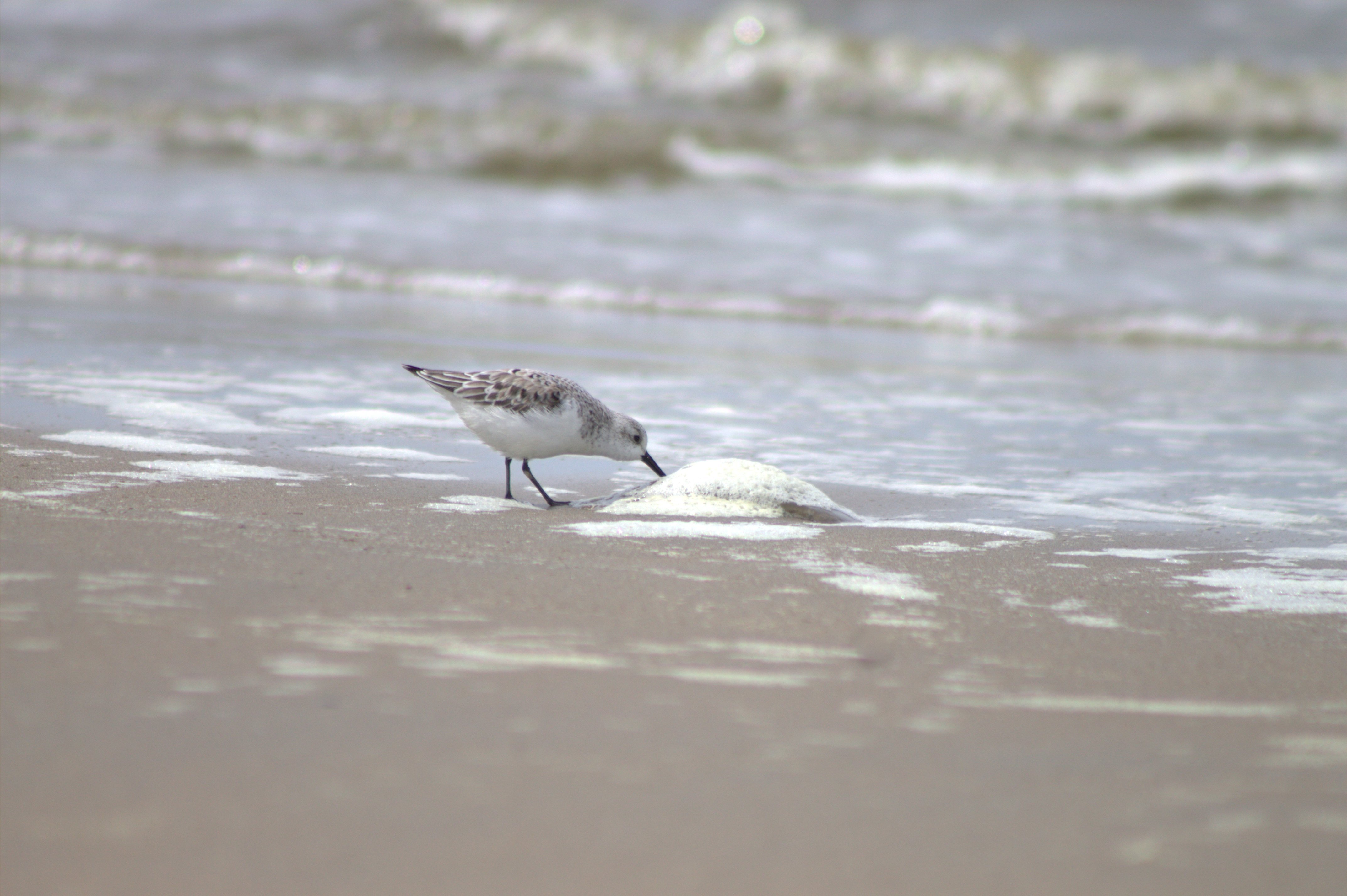 Sanderling