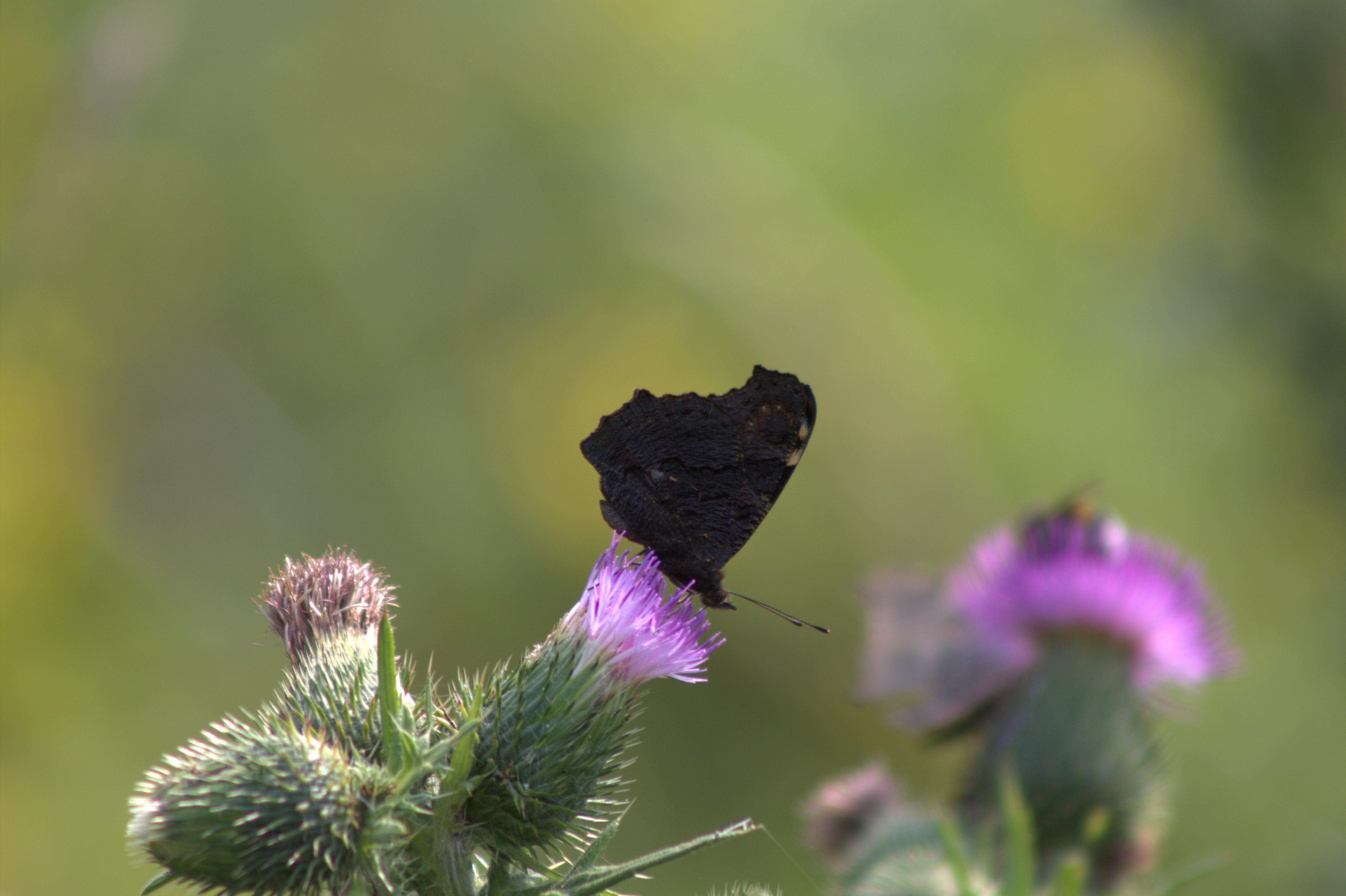 Red admiral