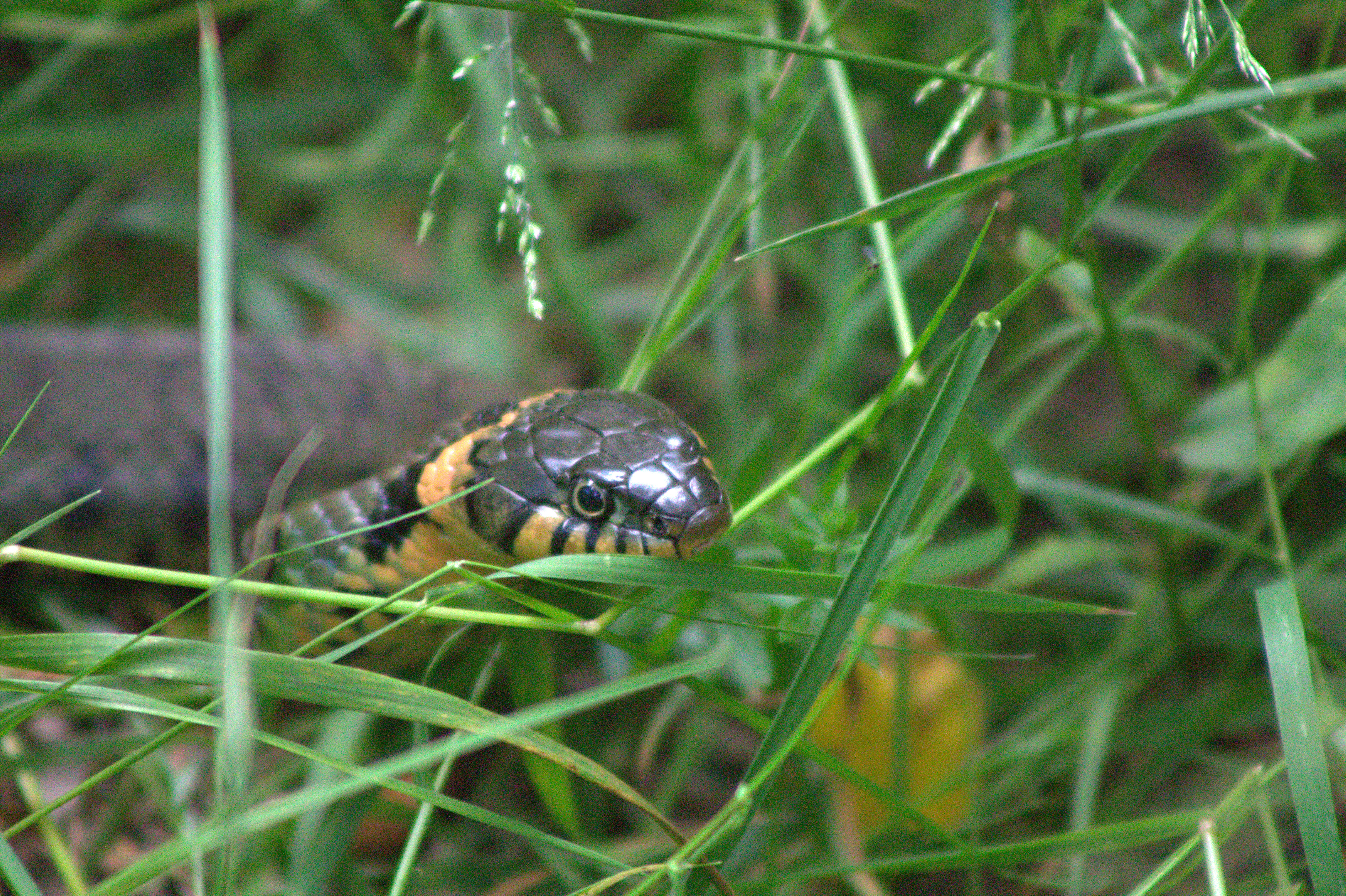 Grass Snake