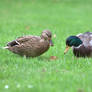 Mallard couple