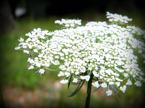 Queen's lace flower