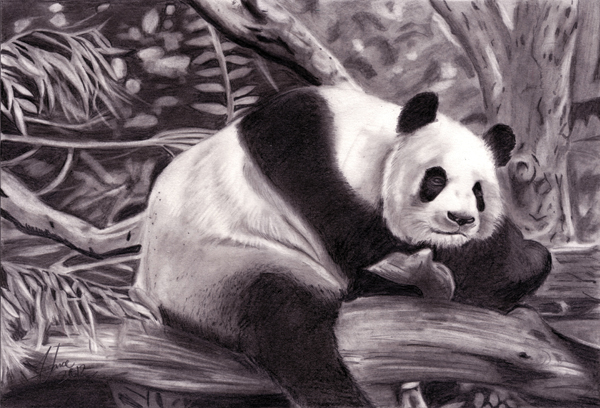 Panda By Vance