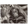 Cheeky Chimp By Vance