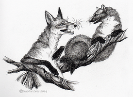 Inktober the 2nd - Fox and Pine marten
