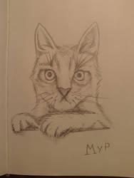 Sketch: cat?..